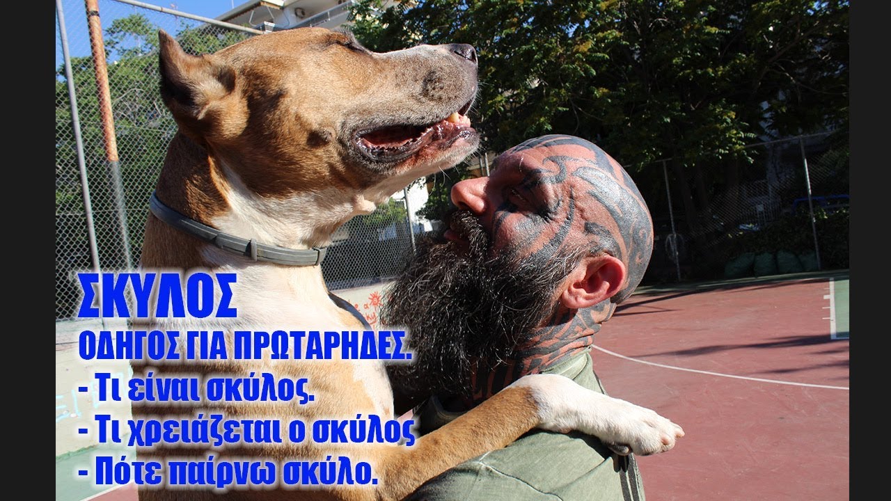 Ο Σκύλος για πρωτάρηδες. Τι πρέπει να ξέρω πριν πάρω σκύλο.