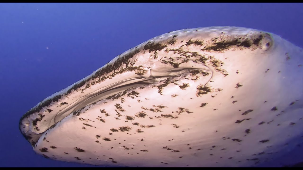 Ultimate Worldwide Scuba Diving  !