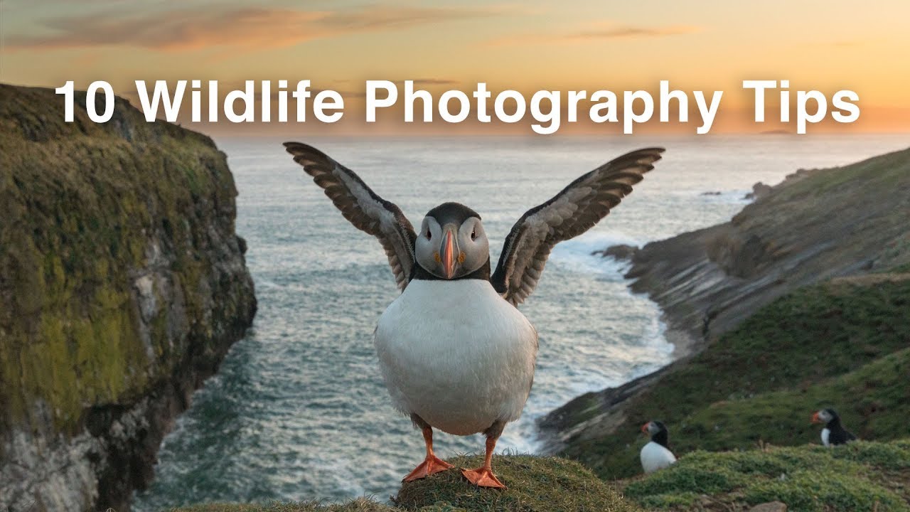 10 Wildlife Photography Tips You Can&rsquo;t Miss | Nature Photography Tips