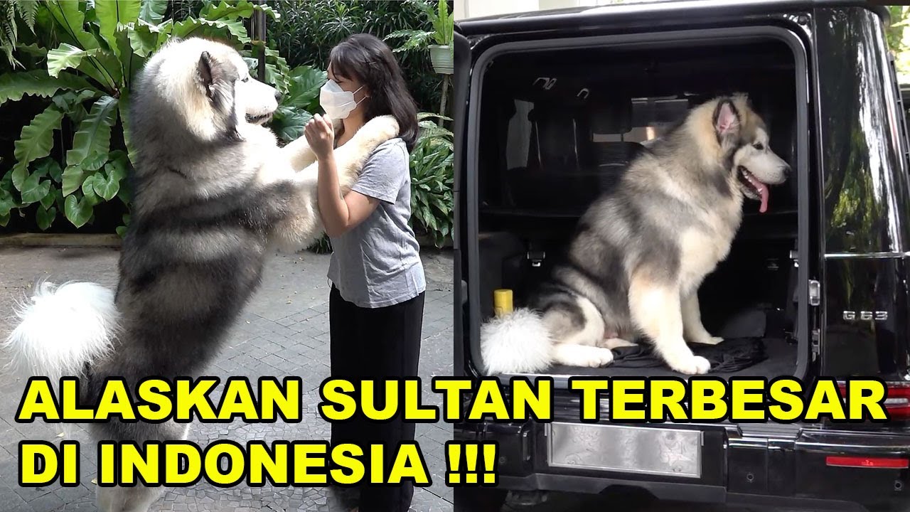 ALASKAN RAKSASA PUNYA SULTAN TERBESAR DI INDONESIA