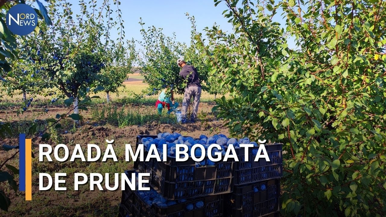 Roadă mai bogată de prune. Ultima zi de recoltă în nordul R. Moldova