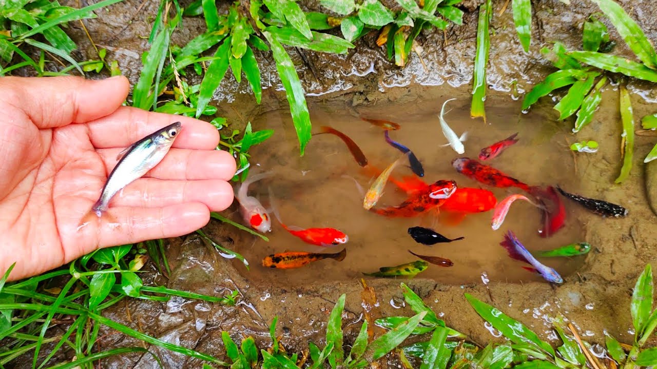 Wadidaw! Tangkap ikan cupang warna-warni, ikan molly balon, ikan mas, ikan hiu, ikan channa, lele,