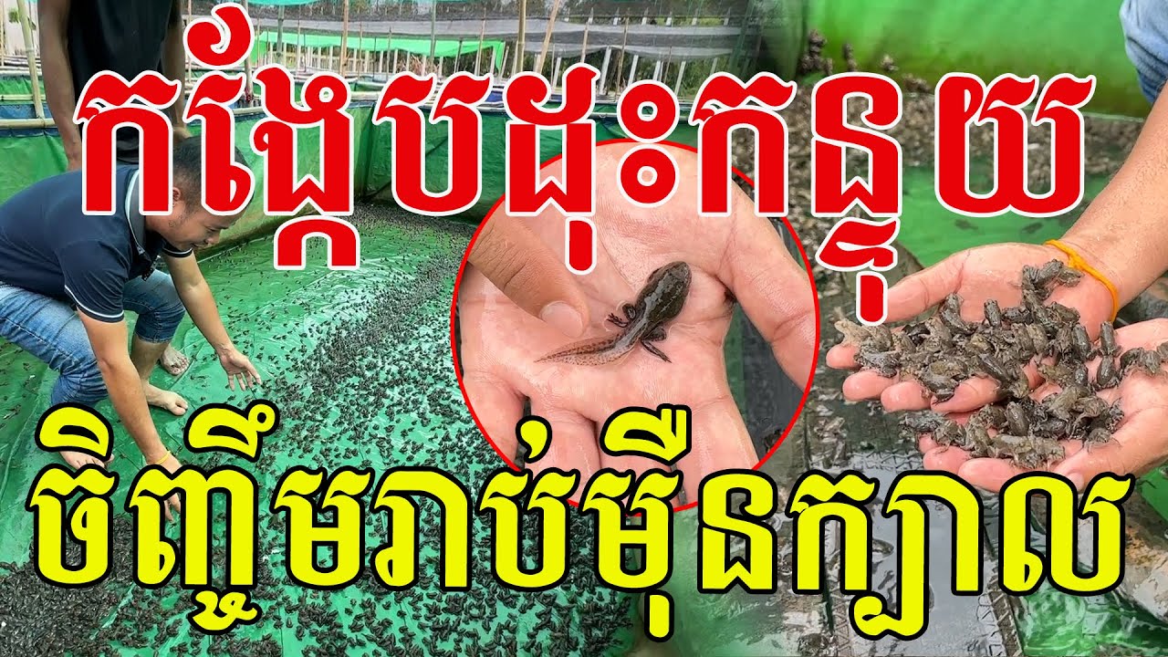 ធូរធាមួយរំពេច ព្រោះចិញ្ចឹមកង្កែបហុចផលរាប់ម៉ឺនក្បាល