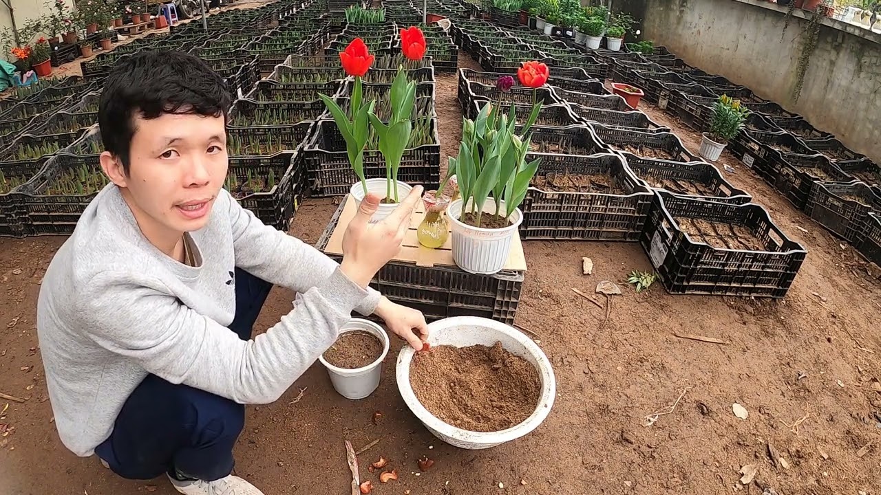 Kỹ thuật trồng hoa tulip chơi tết cho người mới trồng