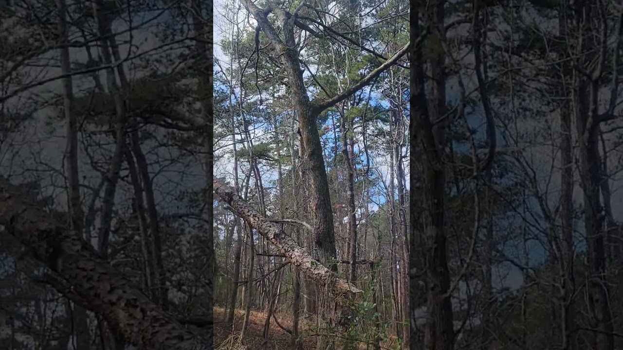 Have YOU seen Shortleaf #pines in wind ?