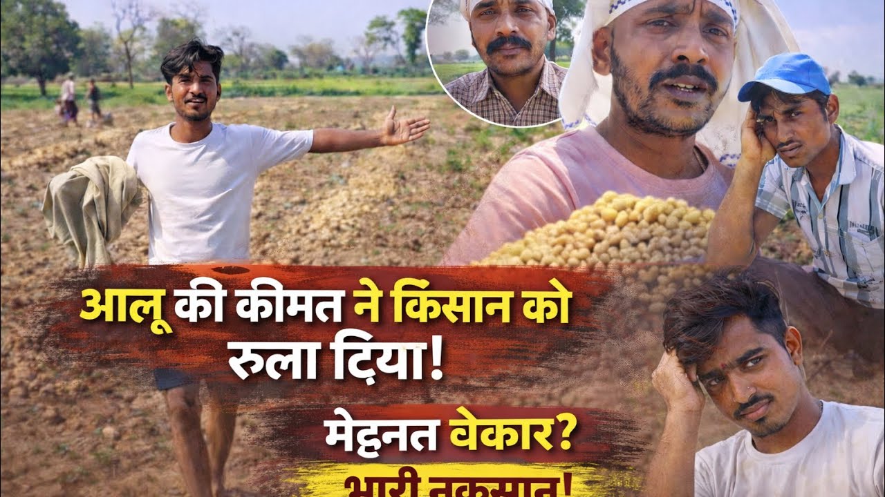 दिन-रात मेहनत, फिर भी घाटा | आलू की असली कहानी😭 vlog#