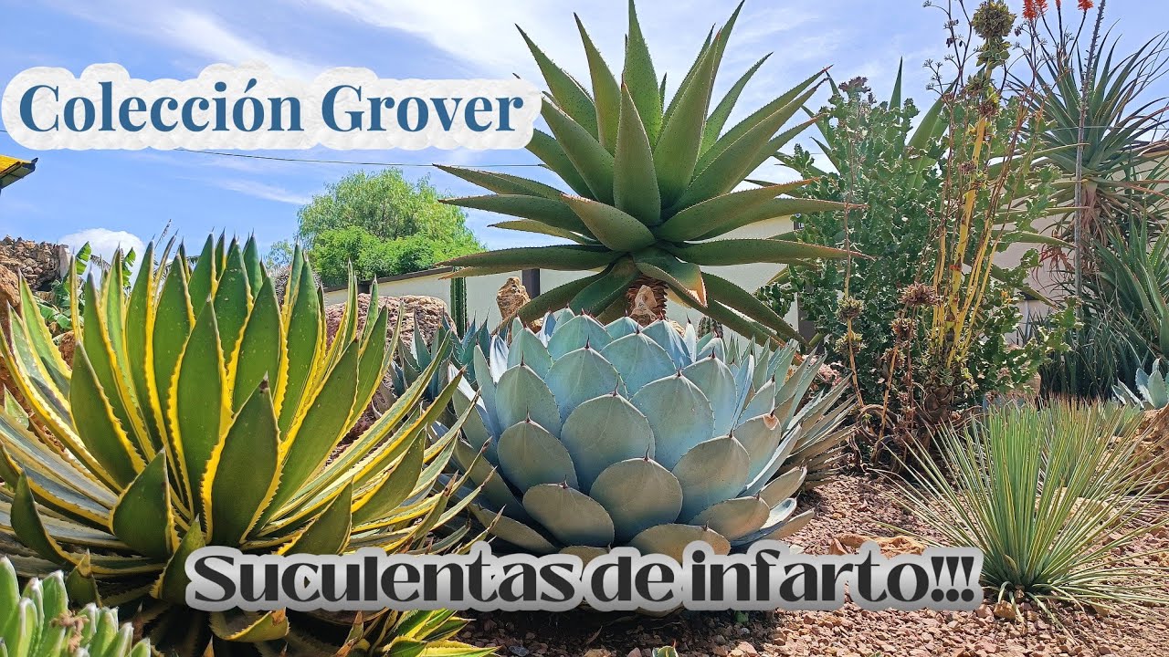 Una colección suculenta de infarto, Cochabamba - Bolivia. #arte #cactus #bolivia 