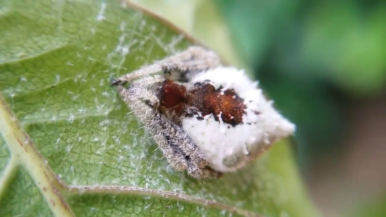 A Bolas Spider that Look Like 💩 Eriovixia laglaizei