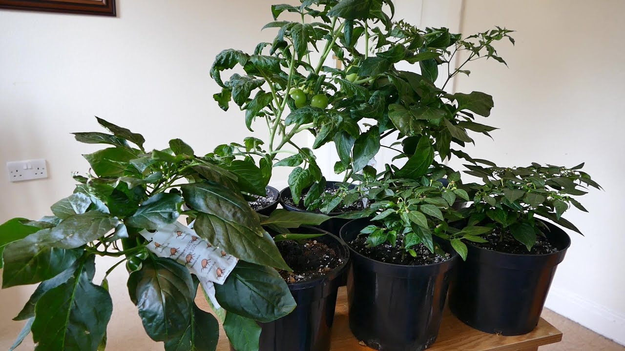 Pepper And Tomato Update (June 2018) Attack Of The Thrips