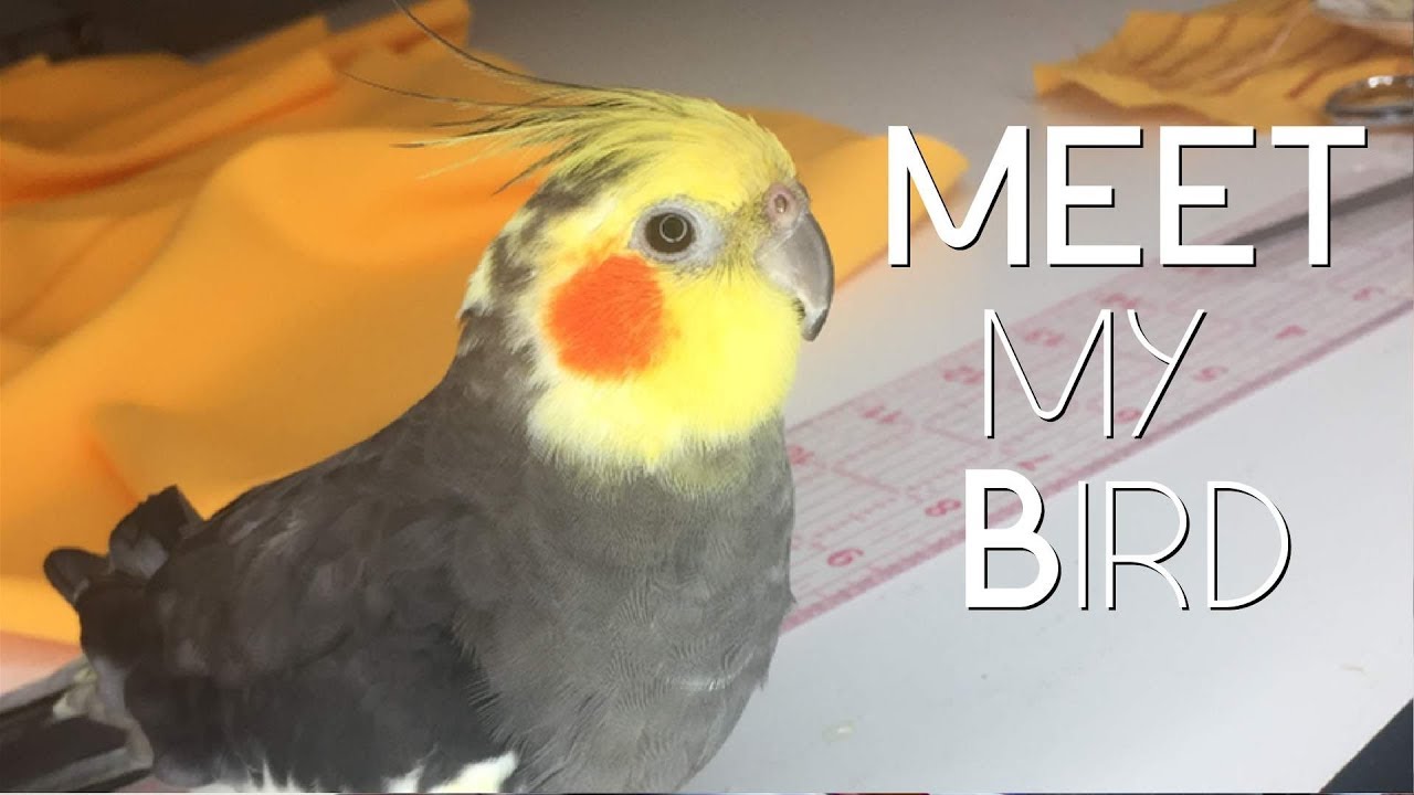 Meet my Bird, Angel + other info about having a pet bird