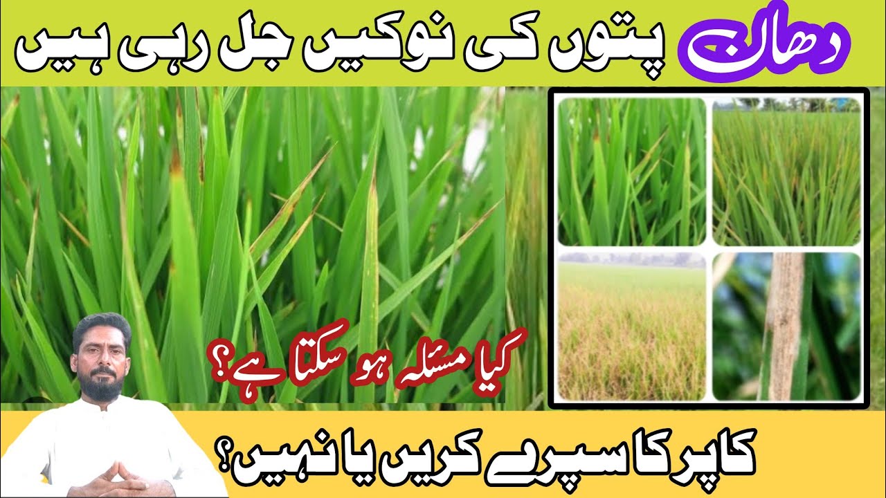 Why are the tips of paddy leaves burning? copper oxychloride fungicide