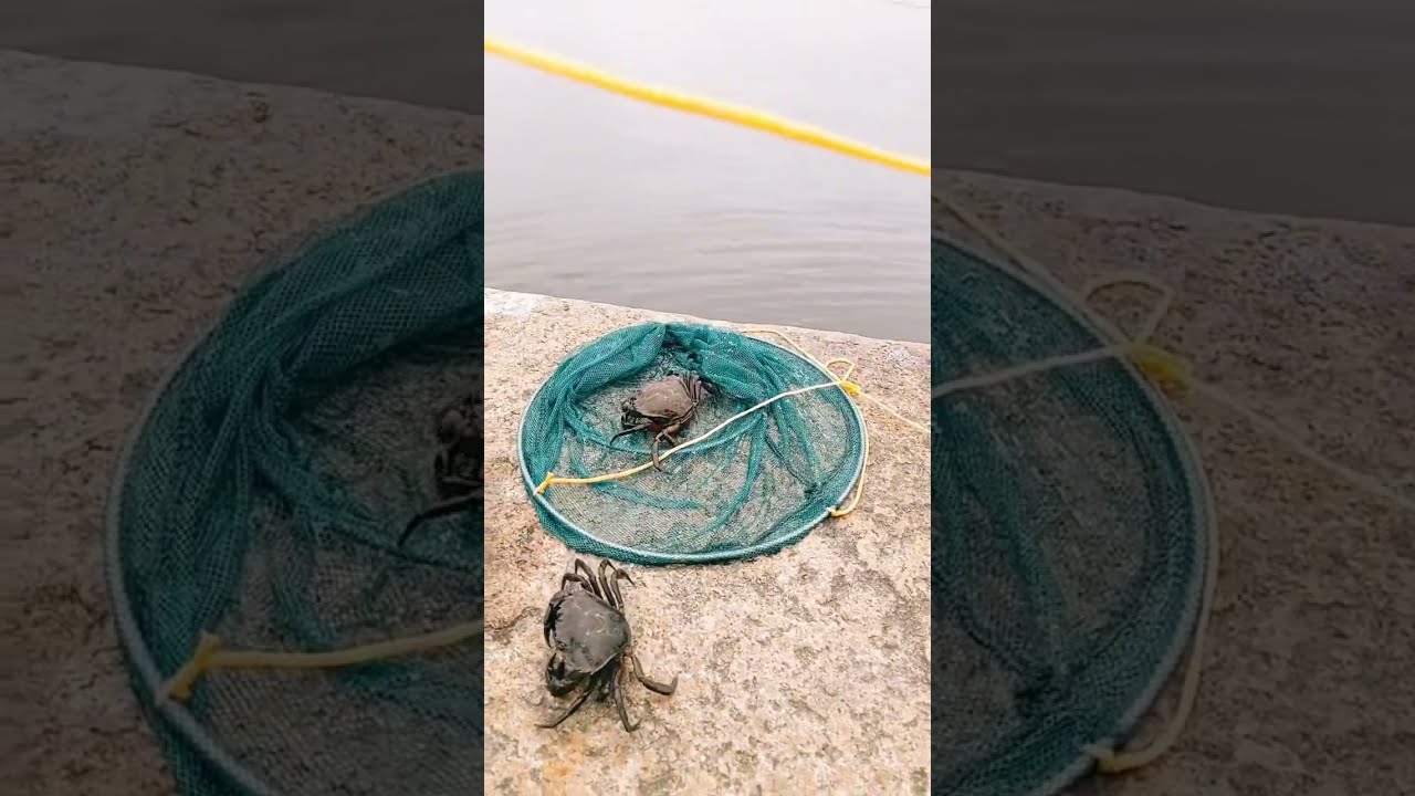 Crabbing With Jay At Mill Dam | South Shields