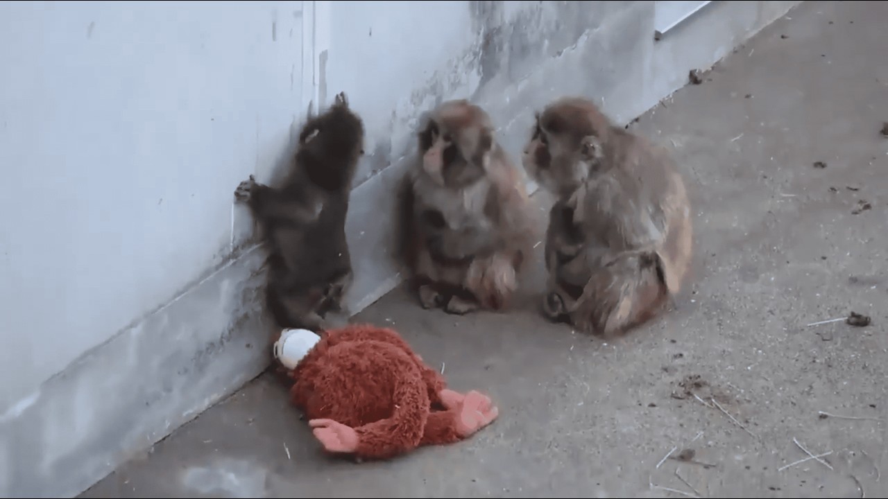 The Warmest Hug Punch Ever Got 🥺🫶 | パンチくん、初めての安心な抱擁