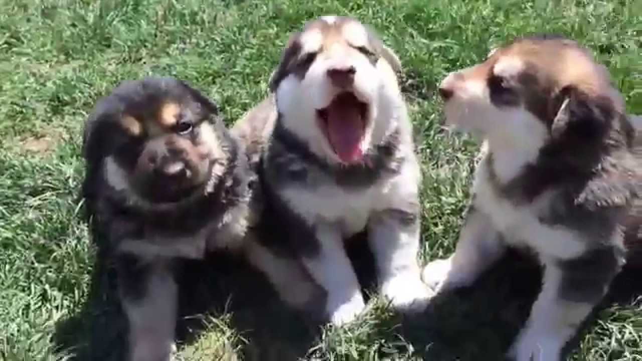 Crying German Shepherd puppies
