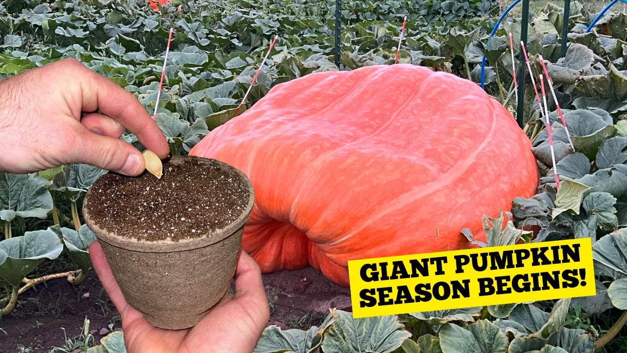 2025 Giant Pumpkin Seeds Are In—Let the Growing Begin!