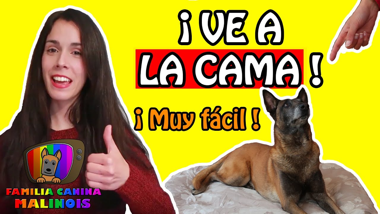 CÓMO ENSEÑAR a un PERRO a IR a la CAMA y RELAJARSE | Adiestramiento Canino