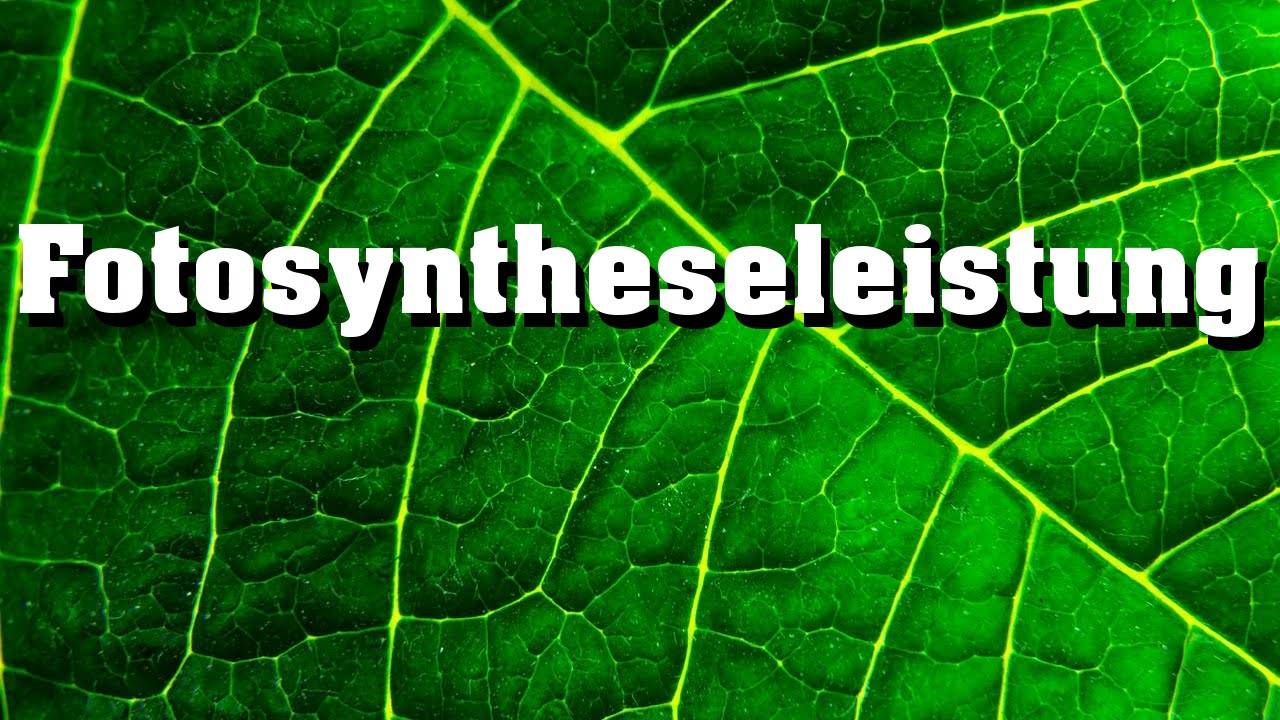 Fotosynthese: Einfluss von Temperatur, Lichintensität, Lichtqualität und CO2