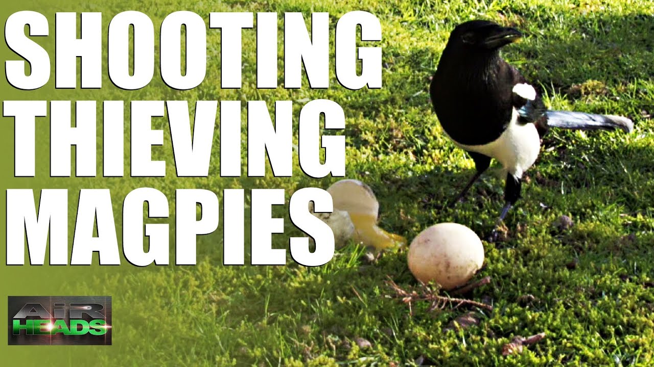 AirHeads - Shooting Thieving Magpies (episode 6)