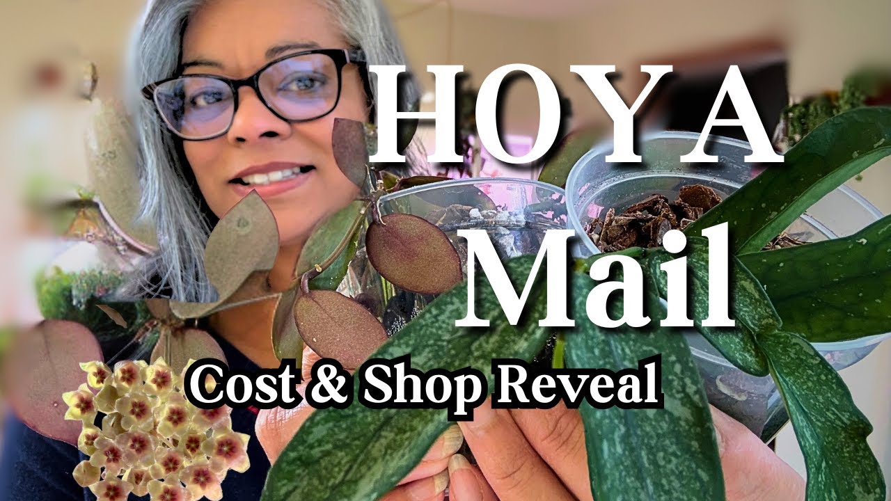 My Hoya After 113 Days 🌱 Growth Update & Plant Mail Reveal