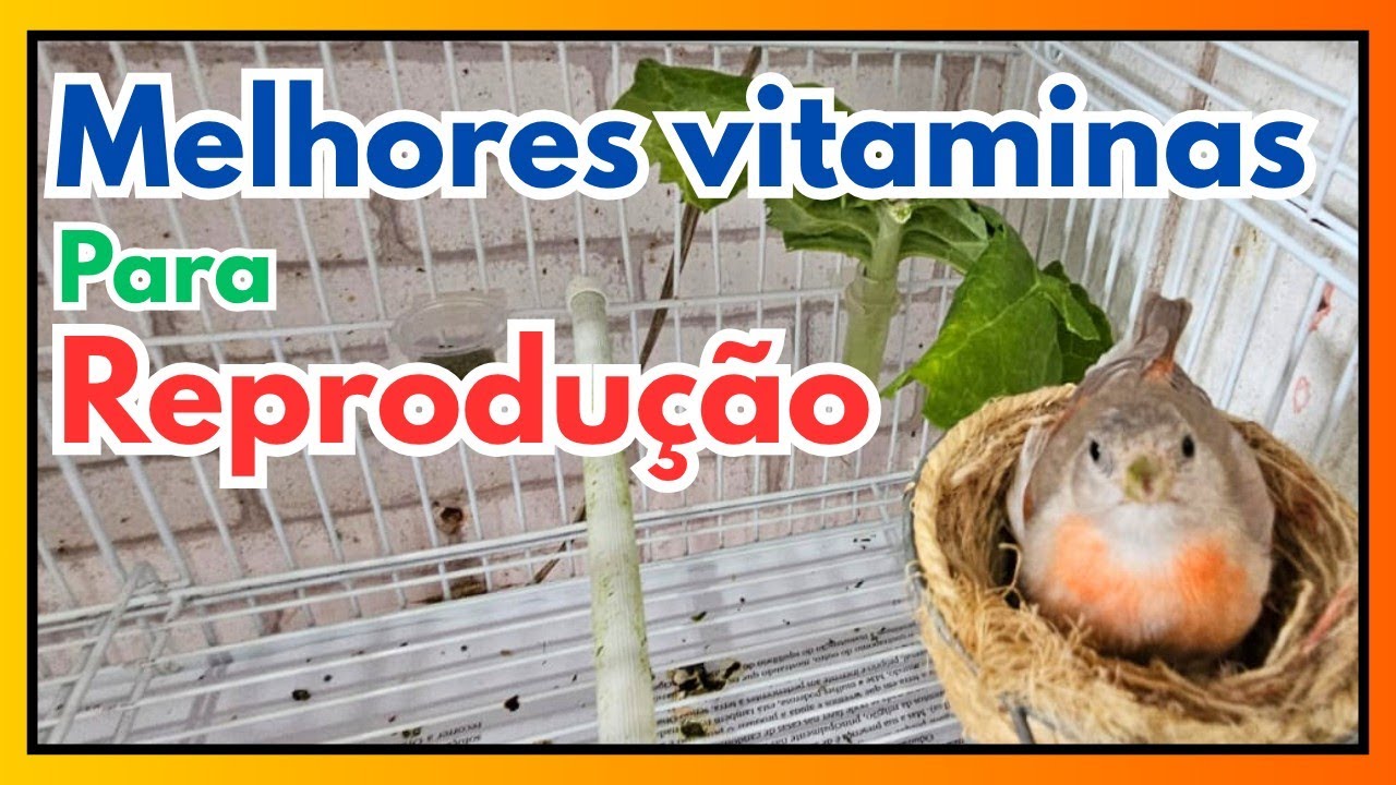 Qual a melhor vitamina para reprodução de aves de gaiola.