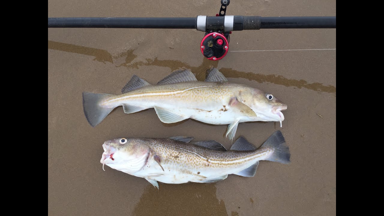 Sea Fishing The Bristol Channel Shore. A Session After Storm Dennis.February 2020.