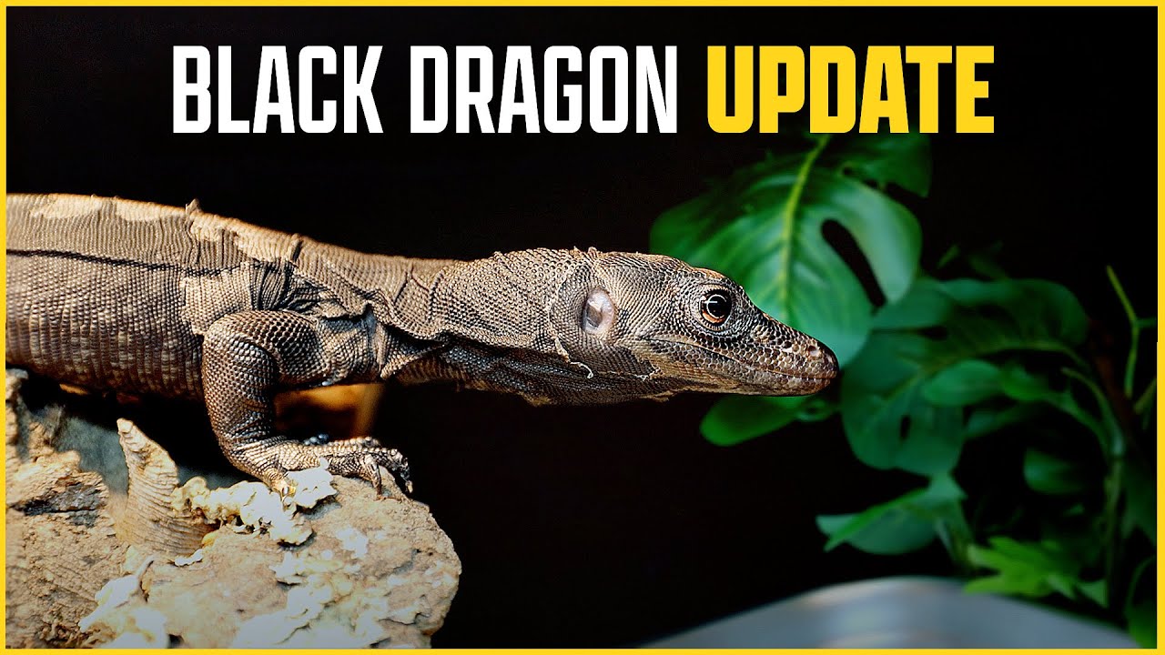 Black Dragon REACTS to New Enclosure! -- NERD Water Monitor Update
