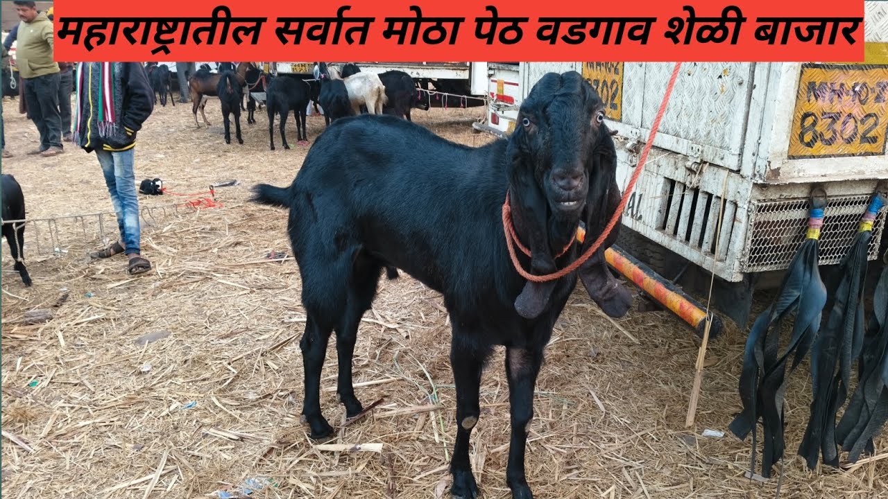 पेठ वडगाव शेळी बाजार #शेळी #शेळीबाजार 