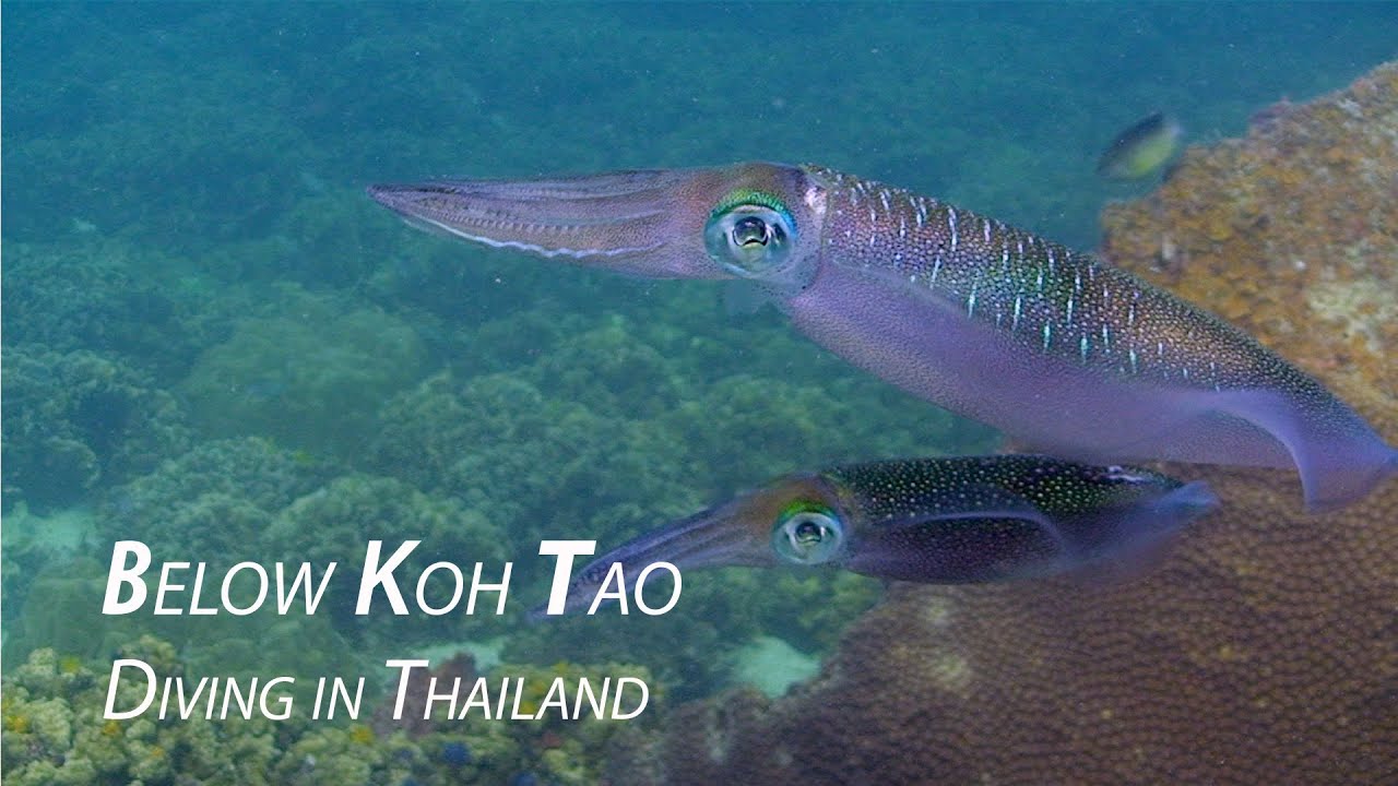 Below Koh Tao 2012 - HD Underwater Video