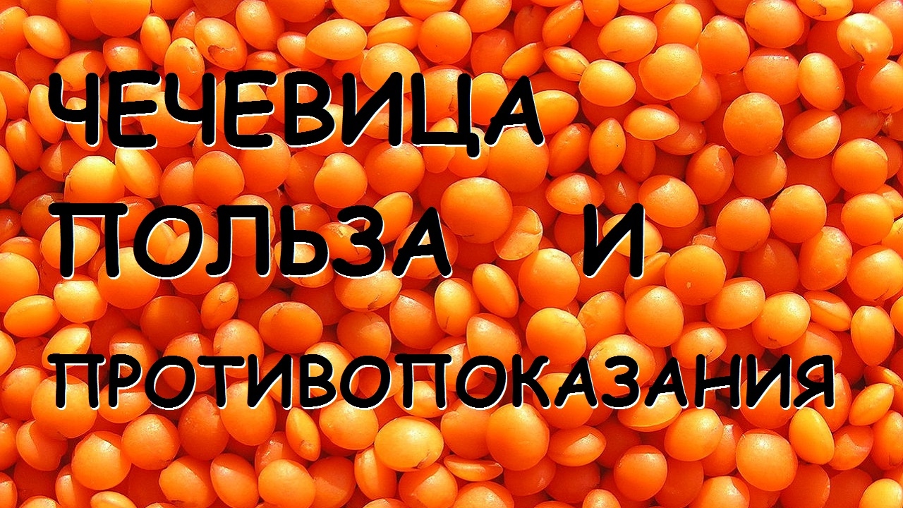 Чечевица. Польза и вред.