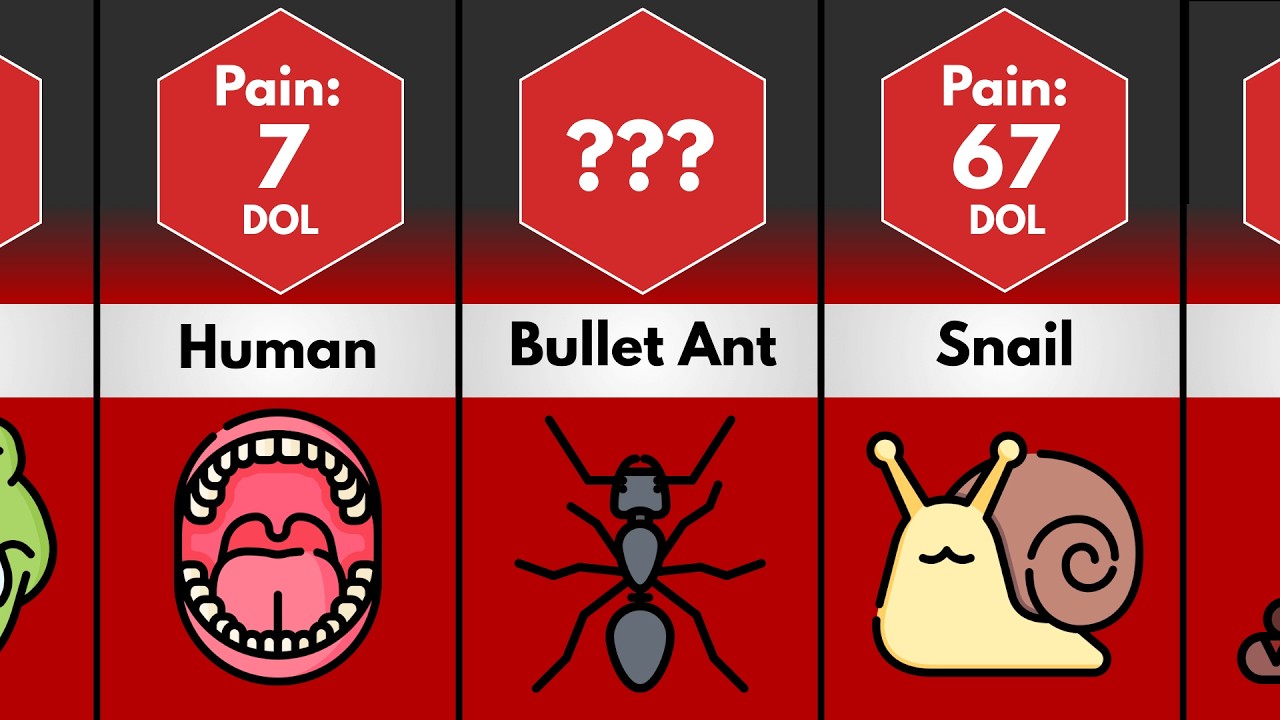 Comparison: Most Painful Animal Bites..