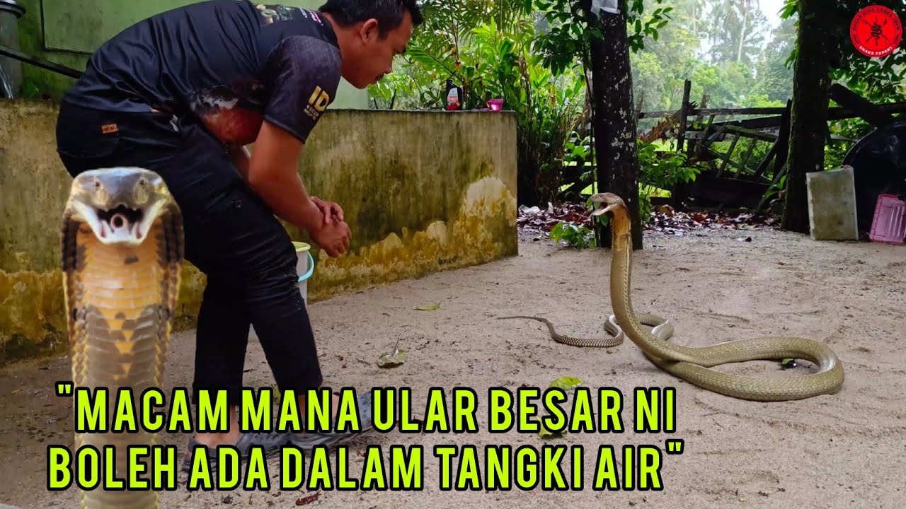 RUMAH YOUTUBER DI TERJAH TEDUNG SELAR 13 KAKI | ULAR MASUK DALAM TANGKI AIR