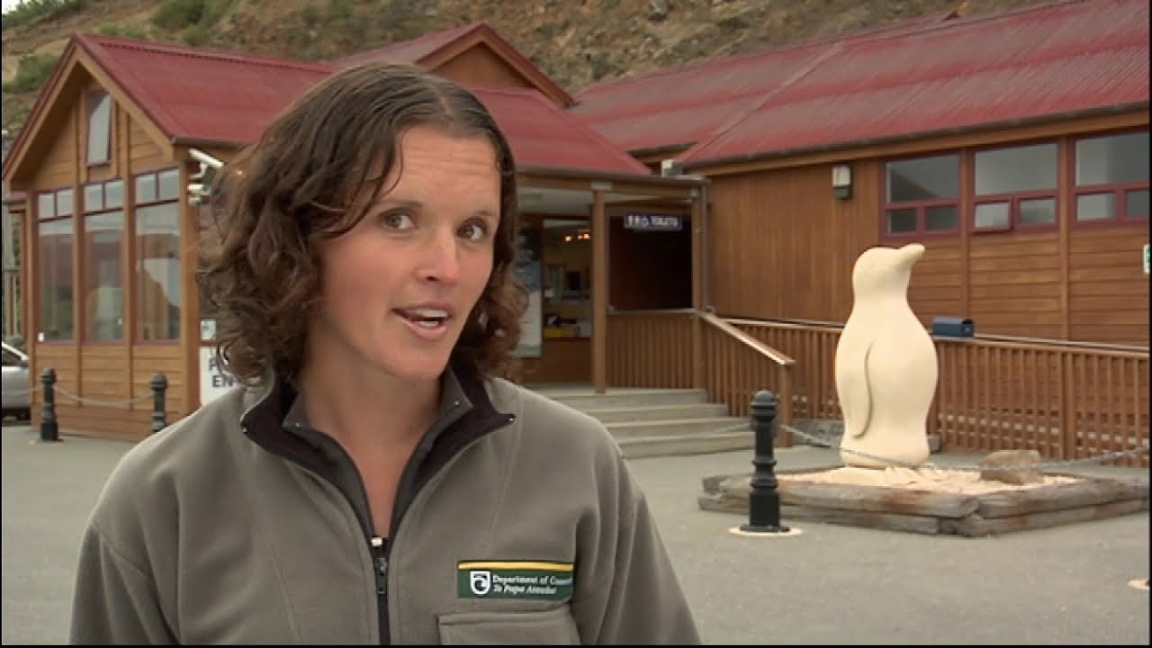 Meet the Locals: Little blue penguins
