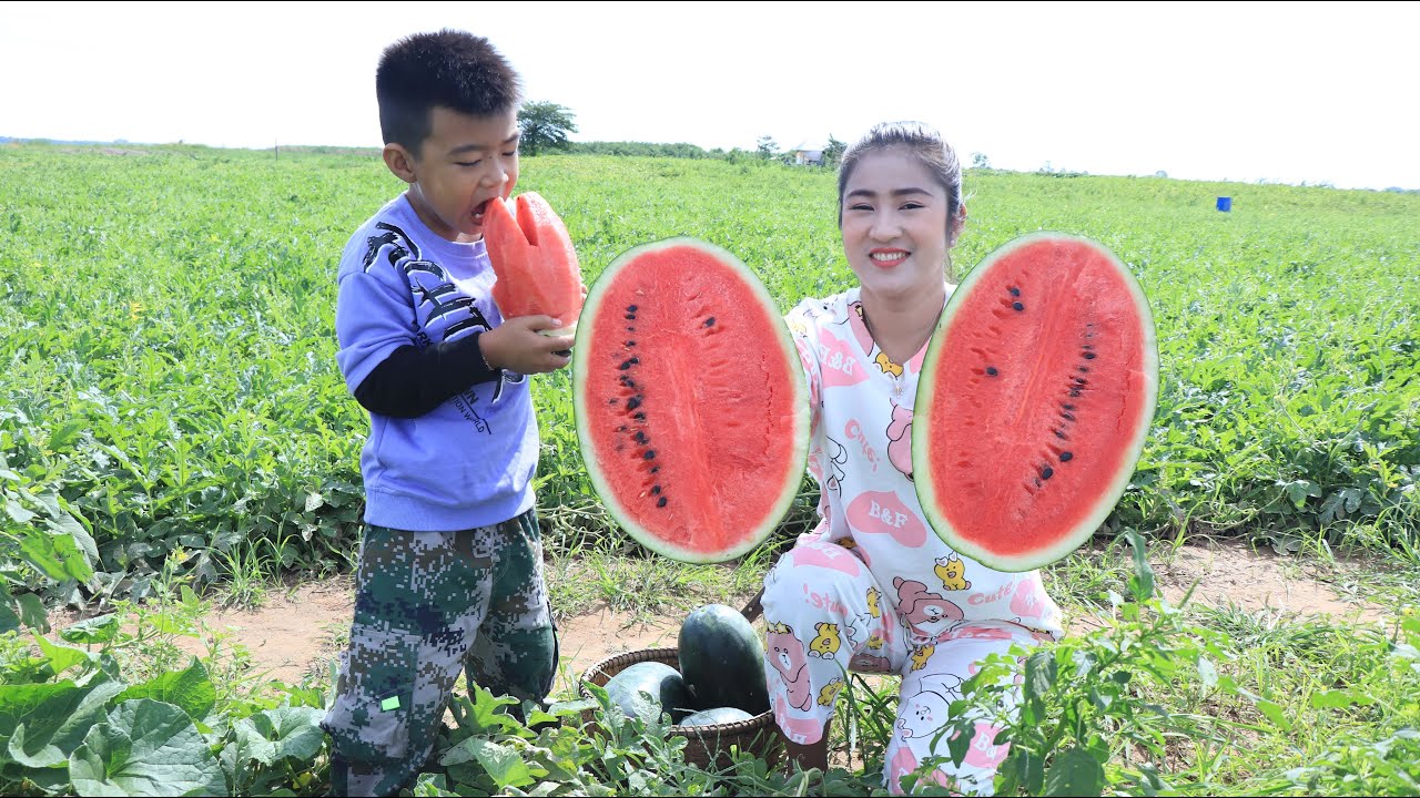 Watermelon farm season in my village is coming again / Prepare food for family lunch