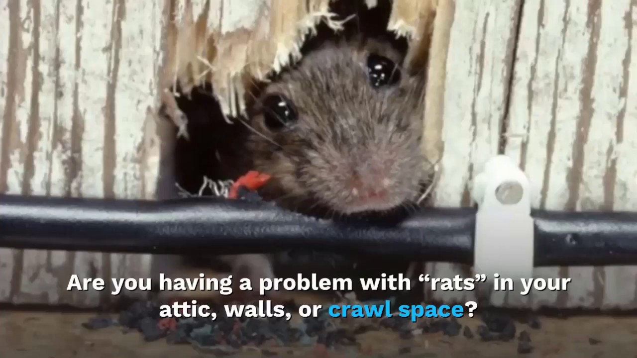 Rat Removal Dallas Fort Worth Wildlife Control