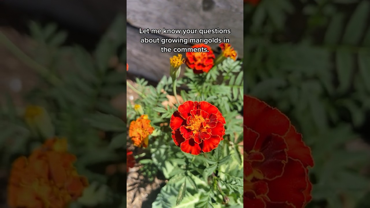 Everything you need to get started growing Marigolds. #edenbrothers #gardening101 #marigolds