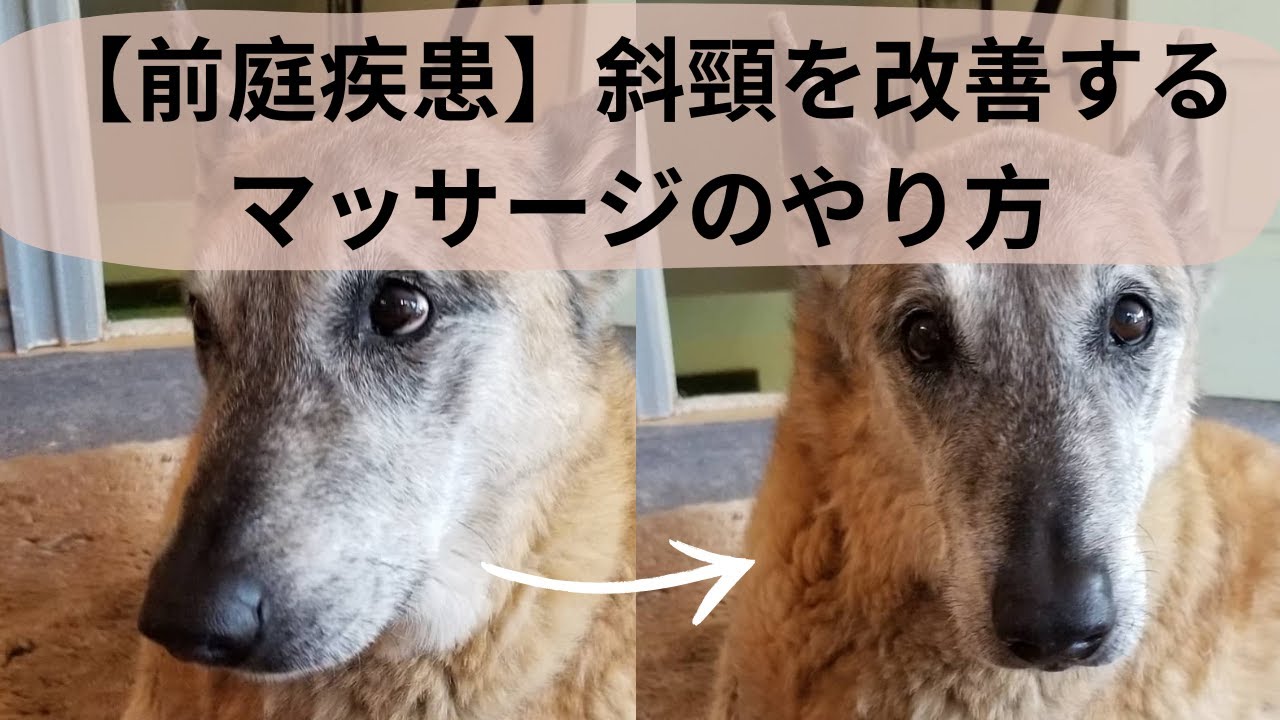 【老犬の前庭疾患】斜頸を改善するマッサージのやり方 How to Massage a Senior Dog with Tilted Neck Due to Vestibular Disease