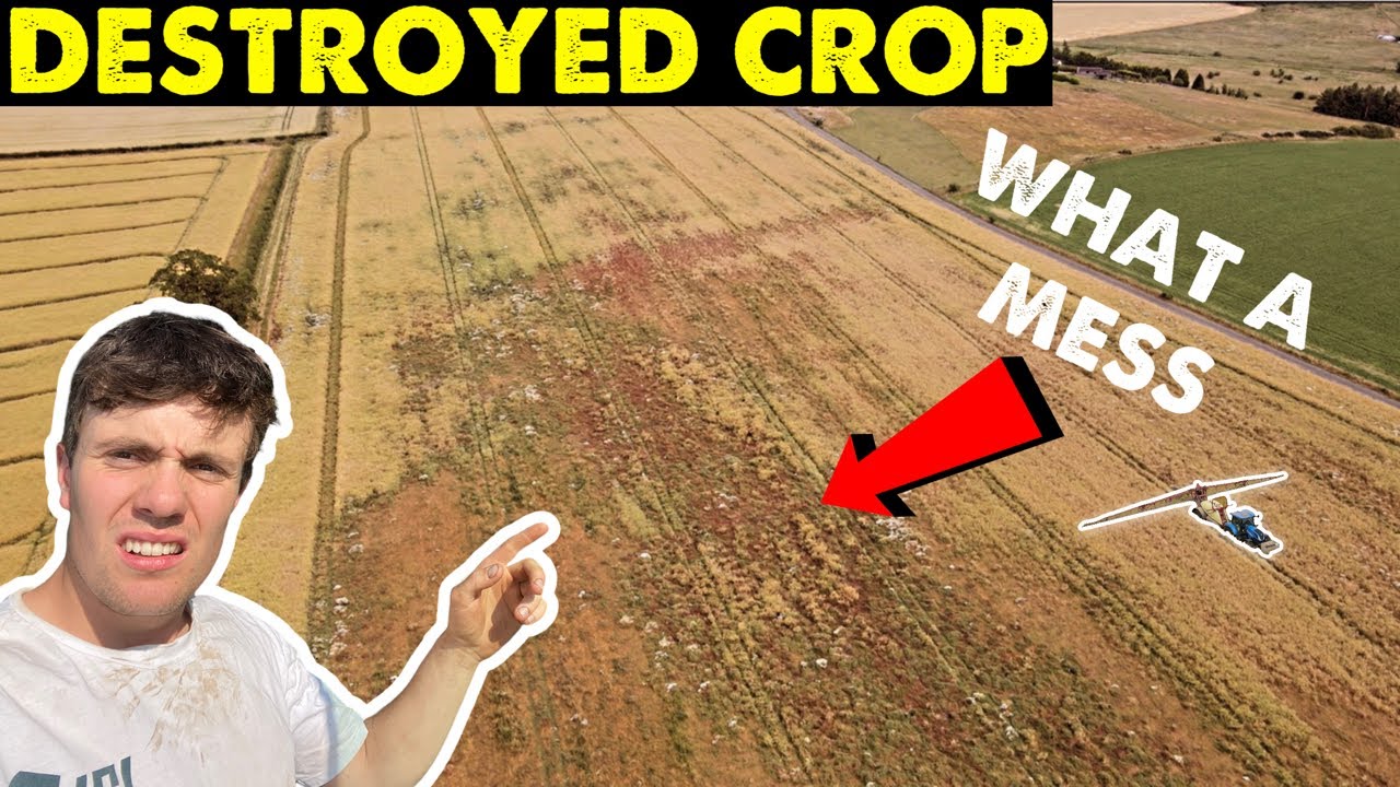 Crop Failure | Harvest Tomorrow | Great Crops Too #308