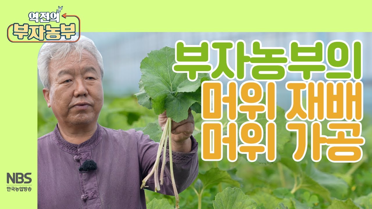 [역전의부자농부 218회] 부자농부의 머위 재배와 머위 가공