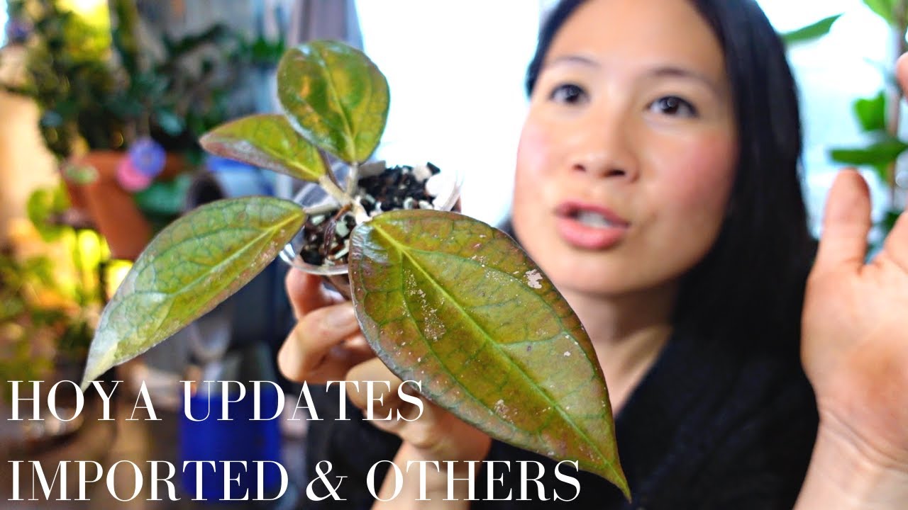 LOTS OF HOYA UPDATES (IMPORTED AND CUTTINGS)