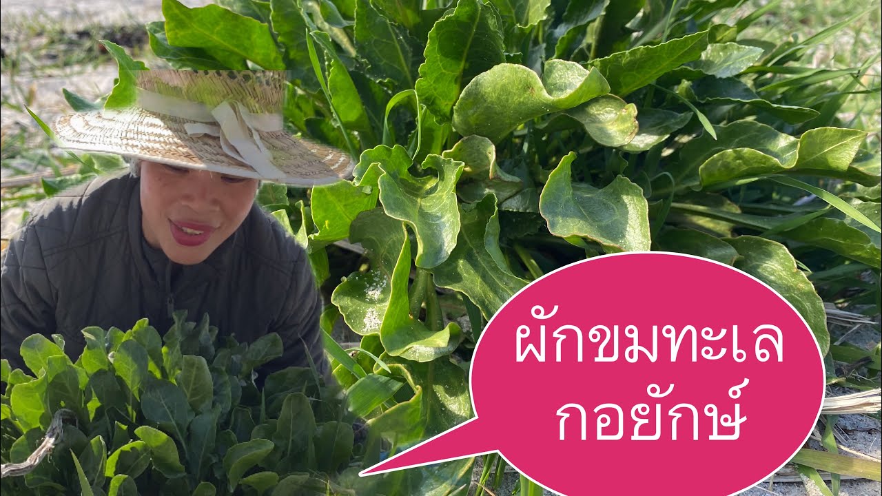 มาดามกับผักขมทะเลกอยักษ์ใหญ่ของเค้า # สองกอเต็มตระกร้า # ฟินกับผักทะเล # sea spinach.13/5/2024.