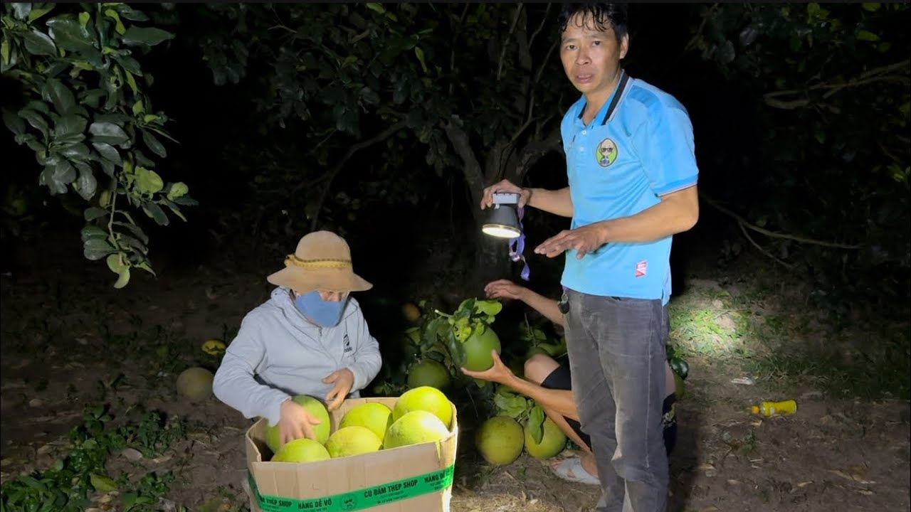 CHUYỂN BƯỞI VỀ GẤP TRONG ĐÊM VÀ BẠN GÁI MUA ĐỒ TẾT CHO MẾN