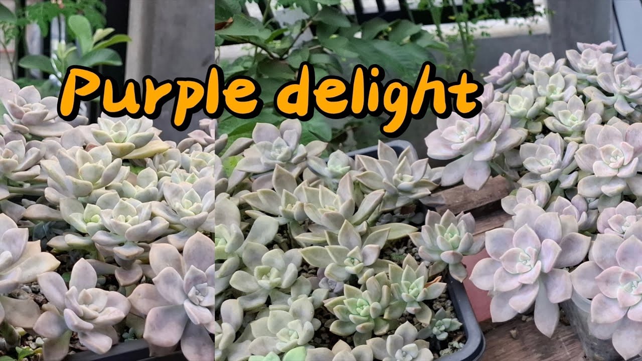 PURPLE DELIGHT SUCCULENT PLANT in lowland are