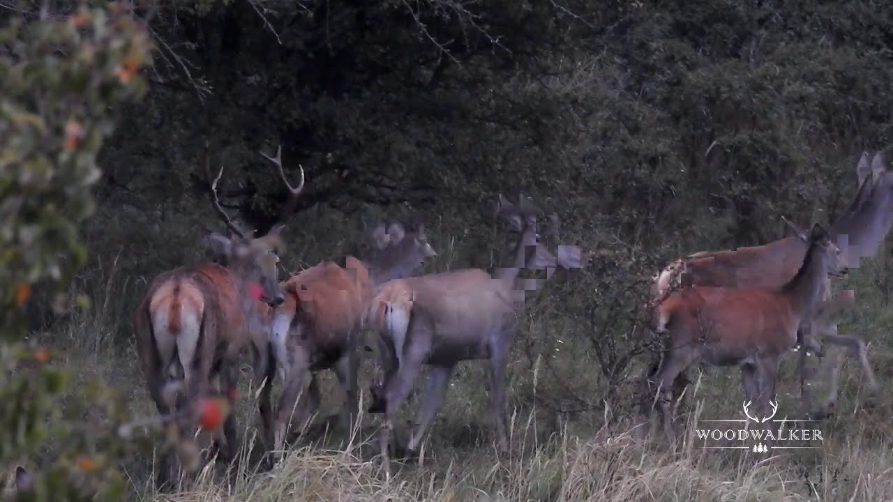 Hirschbrunft | Jagd im Bakony Wald | Abnormer Rothirsch | Jagdfilm Woodwalker | ep # 17