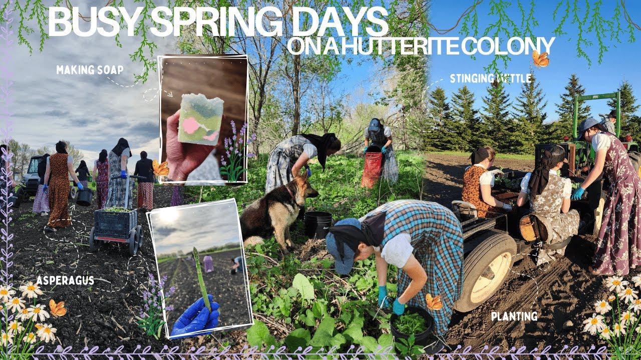 come to work with us | planting cold crops, cleaning raspberries + it was a hot one 🥦
