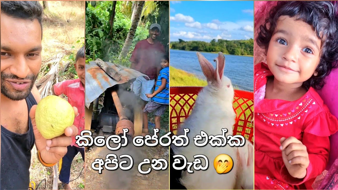 Kilo පේර වත්තේ අපිට උන දේවල් #travelvlog #lovely 