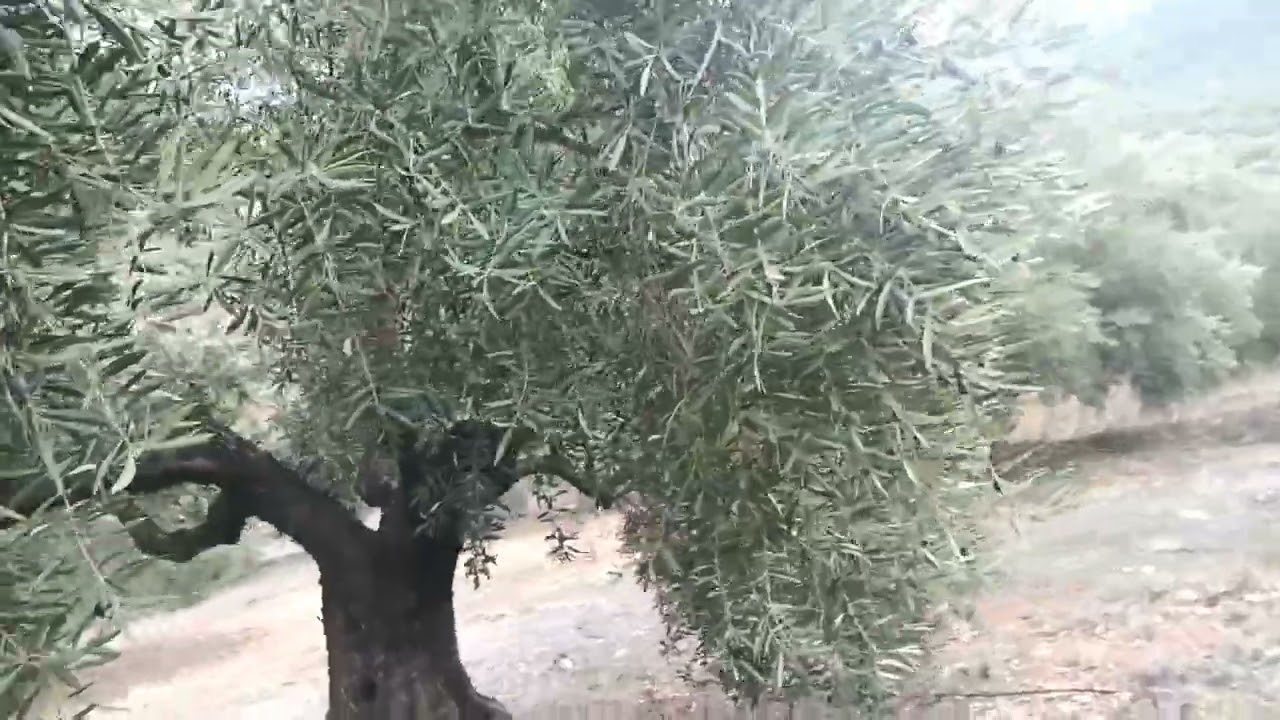 Diario de olivar día 18 las locas.
