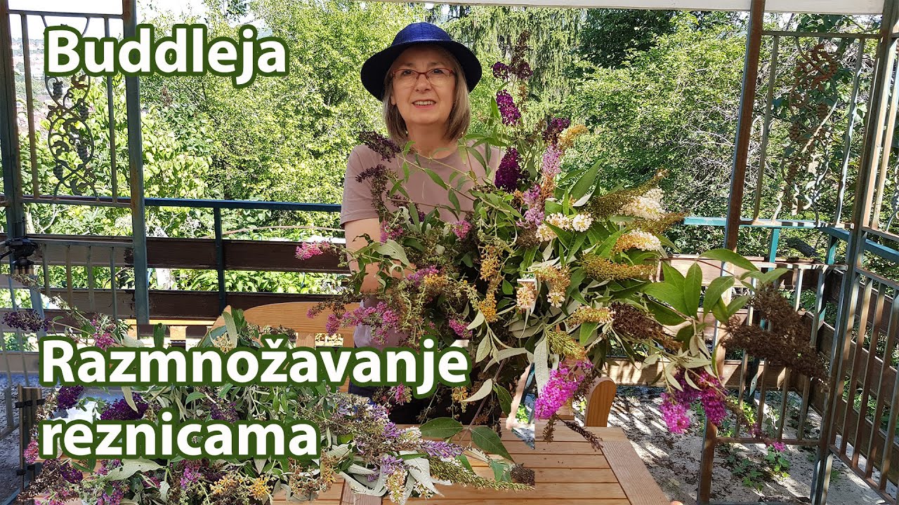 Buddleja / Razmnožavanje reznicama