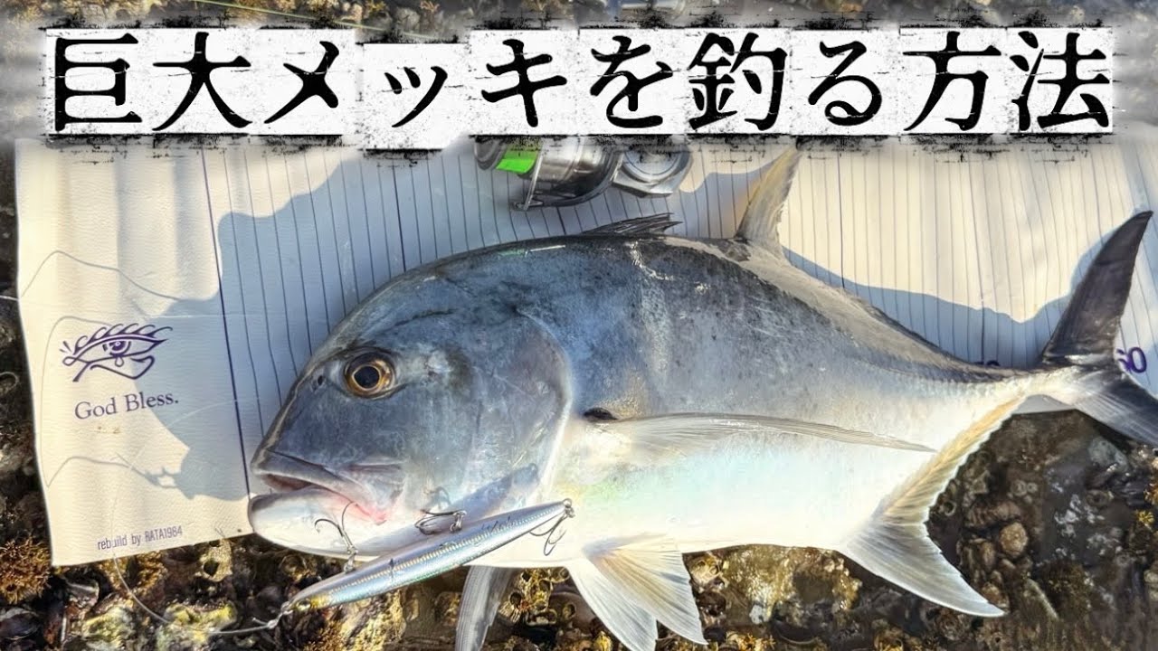 【注意⚠️】磯でこんな魚を釣る方法