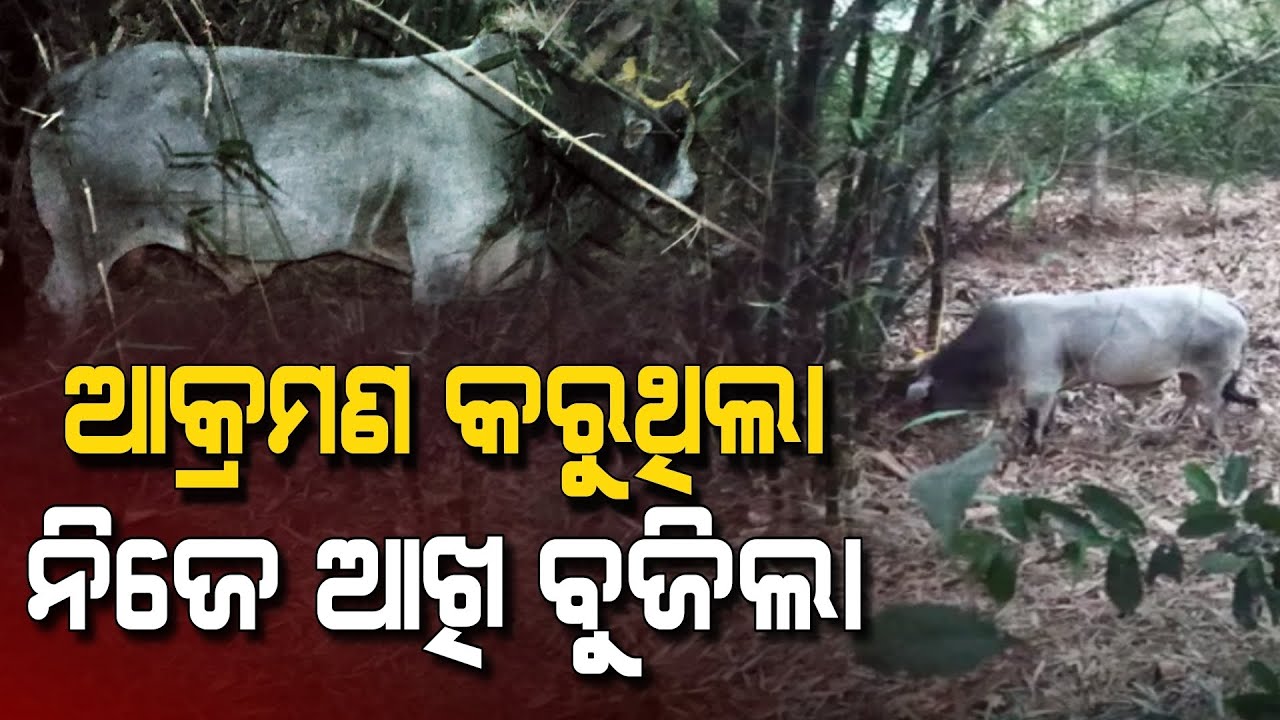 ଆକ୍ରମଣ କରୁଥିଲା ଶେଷରେ ଆଖି ବୁଜିଲା || Bull Attack|| Niali News