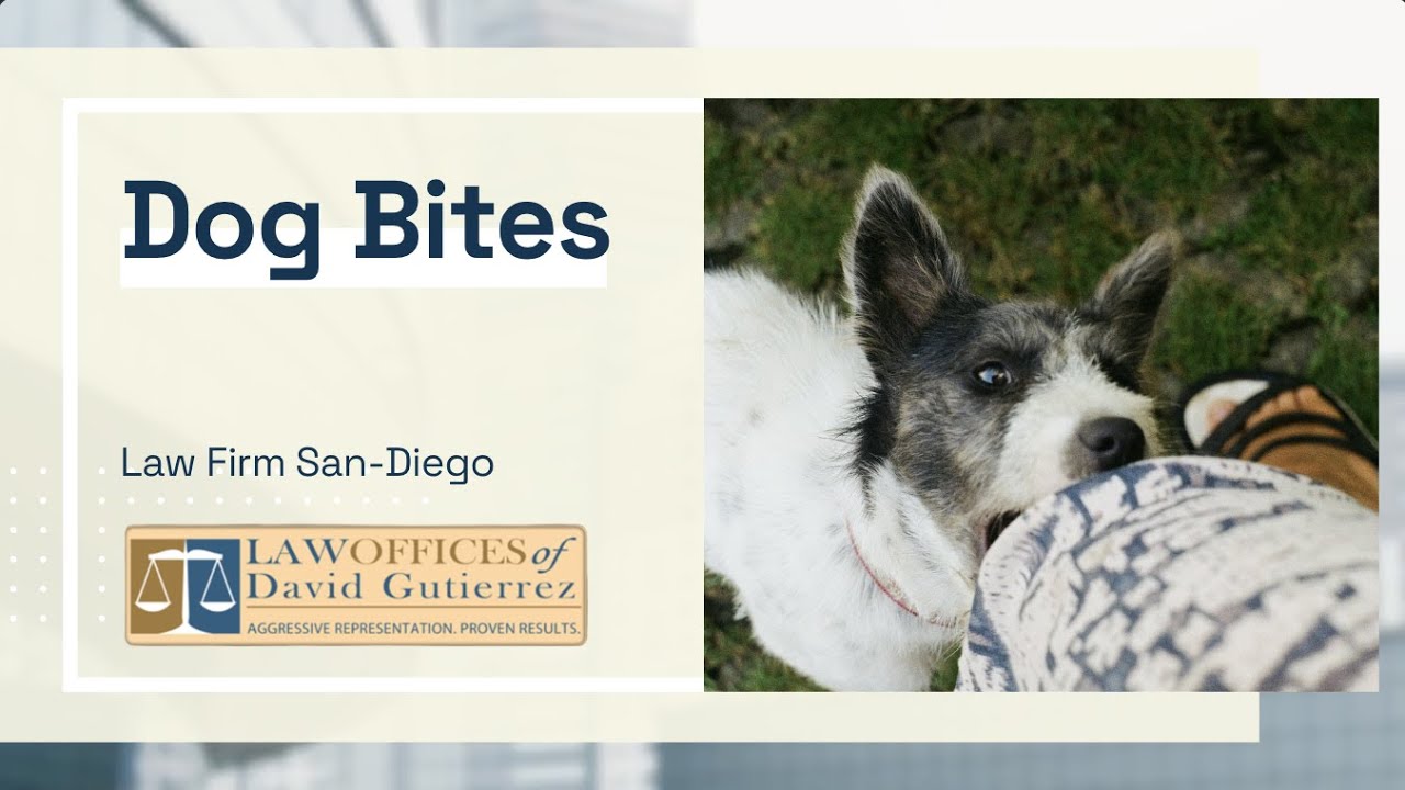 Dog Bite Attorneys
